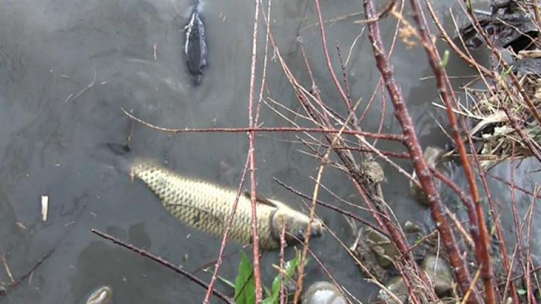 تلوث غريب يقتل الأسماك.. وروائح كريهة من وادي يسّر بالبويرة