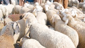 التهاب أسعار المواشي ينعش سوق بيع الأضاحي بـ”الكريدي”!