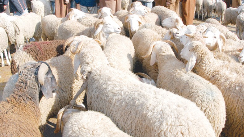 التهاب أسعار المواشي ينعش سوق بيع الأضاحي بـ”الكريدي”!