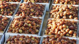 تمور خليجية رديئة تستنزف العملة الصعبة من الخزينة