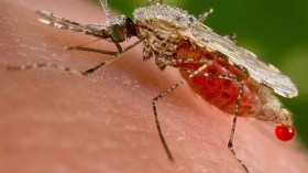 اللّشمانيوز يضرب بقوة جنوب المدية وتسجيل أزيد من100 حالة في غضون أسابيع