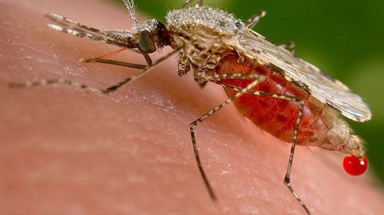 اللّشمانيوز يضرب بقوة جنوب المدية وتسجيل أزيد من100 حالة في غضون أسابيع