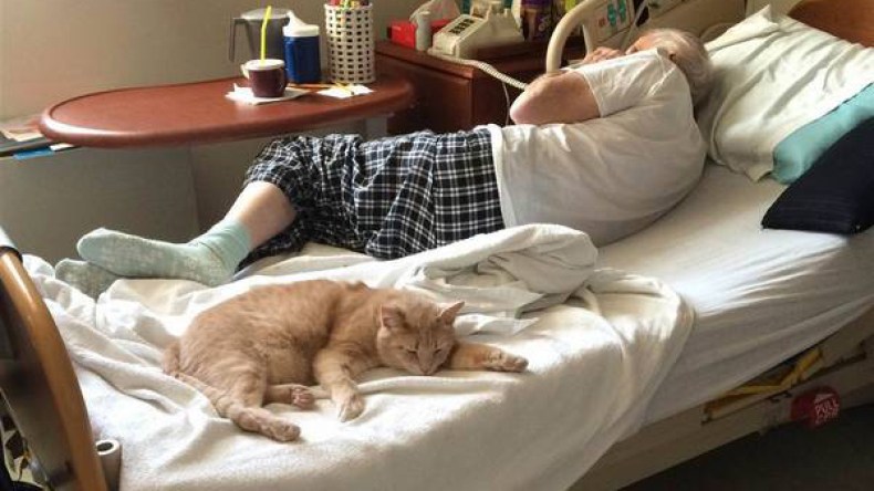 “قطعان” القطط الضالة تقتحم المستشفيات والمطاعم