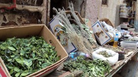 “التقوفت” و”القطف” و”الشيح” أعشاب تستقطب مرضى السرطان وتعرضهم للموت