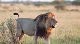 إشاعات ظهور الحيوانات المفترسة تنشر الهلع بين المواطنين وتتسبب في مقتل حيوانات مهددة بالانقراض