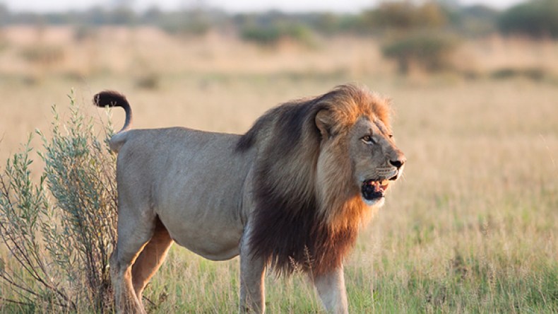 إشاعات ظهور الحيوانات المفترسة تنشر الهلع بين المواطنين وتتسبب في مقتل حيوانات مهددة بالانقراض