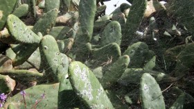 منظمة الفاو تحذر الجزائر من دخول حشرة الصبار الفطرية إلى أراضيها