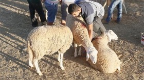 اقتنوا الأضاحي من الأرياف حتى لا يبتزكم السماسرة