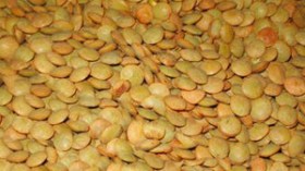 شحنة عدس فاسدة تورط مستوردا جزائريا في قضية تبديد أموال