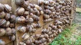 حجز  قنطارين من الحلزون معدة للتهريب بالطارف