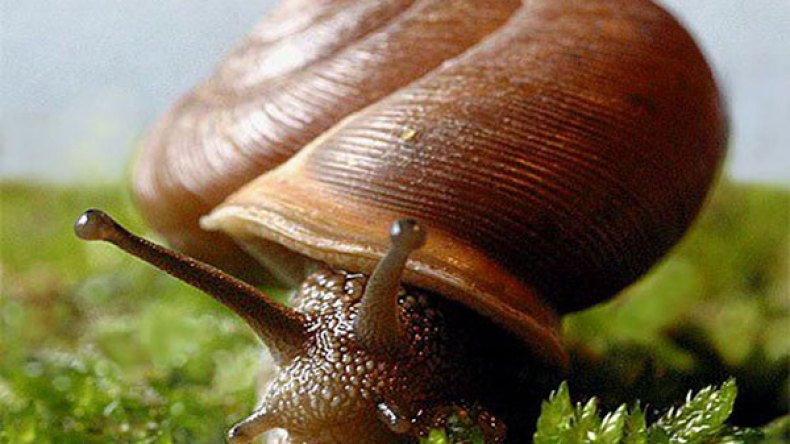 جمع الحلزون البني يتحول إلى مصدر للثروة بالطارف