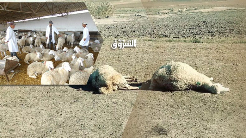 3500 بيطري لتلقيح المواشي من الطاعون