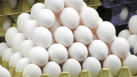 لن نستورد البيض واللحوم البيضاء لكسر الأسعار!
