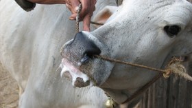 الحمى القلاعية تفتك بالأبقار وتزرع الرعب وسط الفلاحين بسطيف