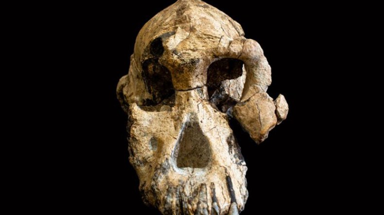 جمجمة لأشباه البشر عمرها حوالي 4 ملايين عام