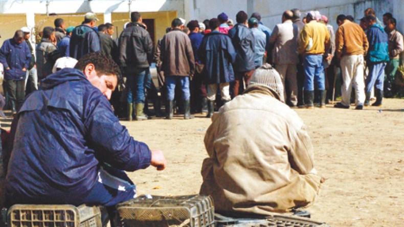 234 ألف فلاح هجروا المزارع لفائدة اللوبيات