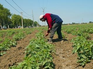 Bouteflika orders government to develop agriculture through supporting the farmers