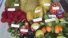 الفواكه الاستوائية والنادرة ممنوعة على الجزائريين