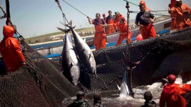 Thon rouge: l’Algérie a pêché la totalité de son quota de 2017