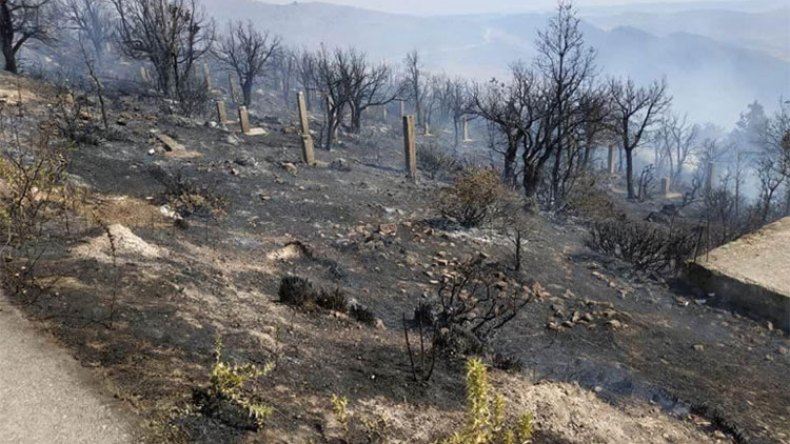 حرائق الغابات وراءها أشخاص من داخل وخارج الجزائر