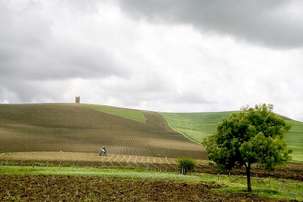 PM Tebboune Freezes Decisions to Grant New Agricultural Land Reserves