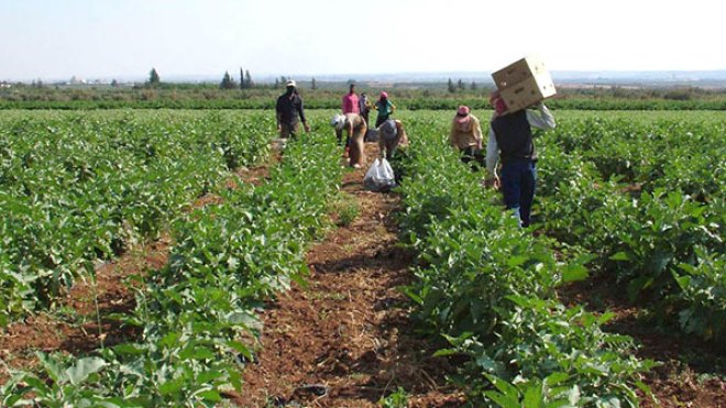 استرجاع 100 ألف هكتار من مستثمرين وهميين