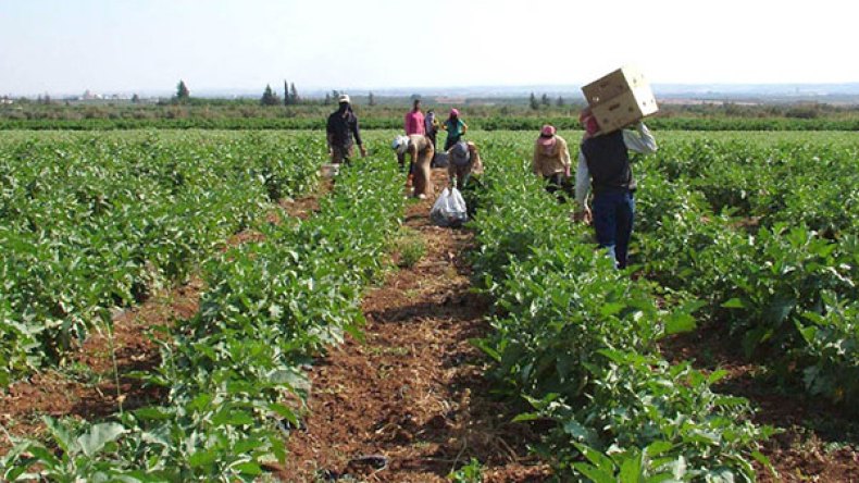 استرجاع 100 ألف هكتار من مستثمرين وهميين