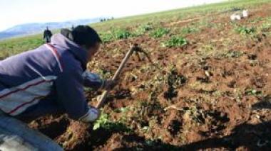 Tycoons and fake farmers control the Algerian agriculture