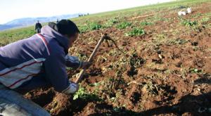Des pseudo- agriculteurs ont obtenu des crédits pour construire des villas et acquérir des véhicules.