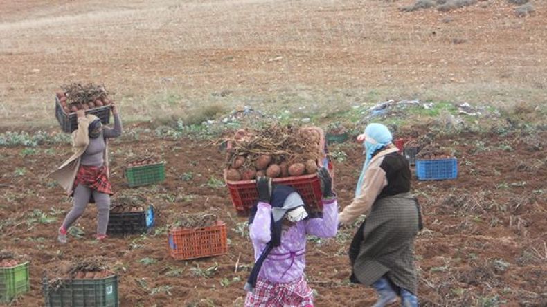 فلاحون يستنجدون بالنساء.. ومحاصيل في الحقول بسبب نقص اليد العاملة