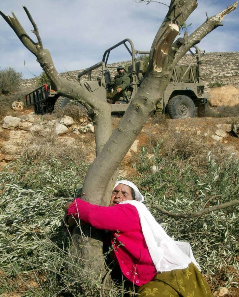 L'armée israélienne arrache 200 plants d'arbres fruitiers palestiniens