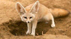 اصطياد الفنك والغزال من أجل “السيلفي” أو بيعها على الأنترنت!