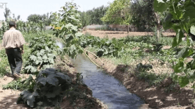 ضبط فلاحين يسقيان البطاطا بمياه الصرف