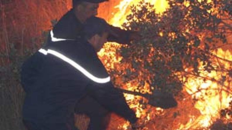 “تسونامي” الحرائق يعصف بولايات الشرق الجزائري