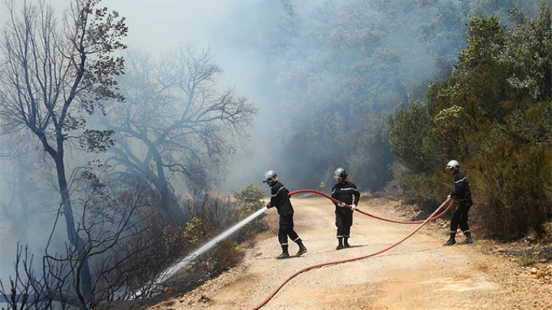 حرائق الغابات فعل إجرامي تم بفعل فاعل!