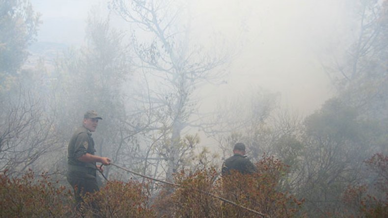 الحرائق وصلت إلى محمية بني صالح بقالمة والجيش يتدخل