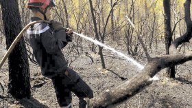 توقيف 26 شخصا تورطوا في حرائق الغابات عبر 9 ولايات