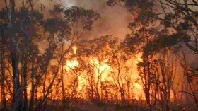 الحرائق تفتك بالغابات التونسية