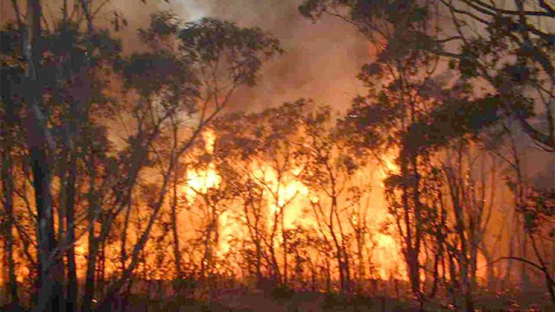 الحرائق تفتك بالغابات التونسية