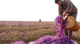 “البهار الأغلى في العالم أسهل حل لمشكل البطالة في الجزائر!”