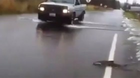 أسماك تعبر طريق سريع