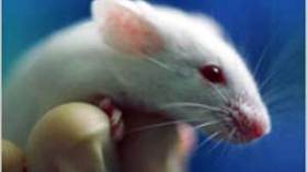 الكرملين يثير لغزا بطلب 3200 فأر أبيض