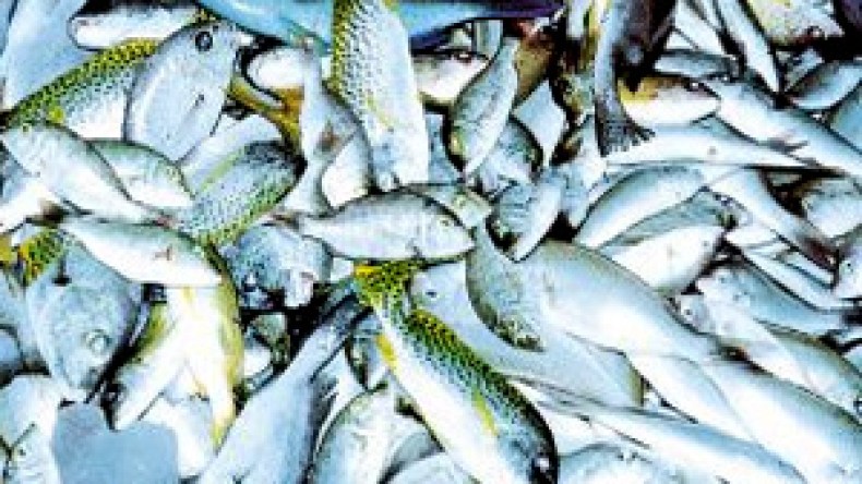 المصدرون المحليون: المنتوج الجزائري لايزال محظورا بالأسواق الأوروبية