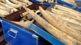 مهربو “أنياب الفيلة” يتخذون من الجزائر منطقة عبور نحو ايطاليا