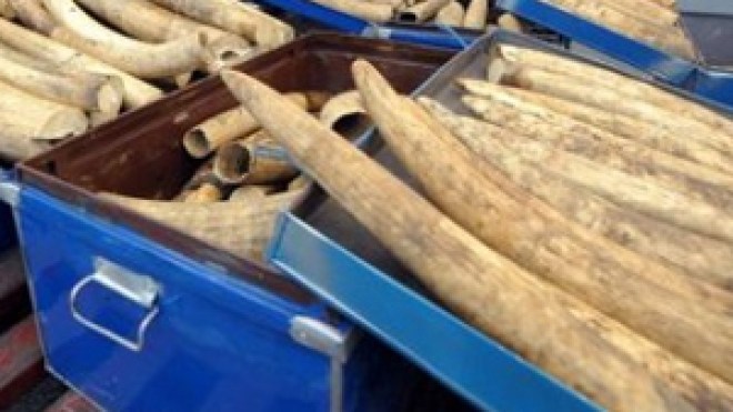 مهربو “أنياب الفيلة” يتخذون من الجزائر منطقة عبور نحو ايطاليا