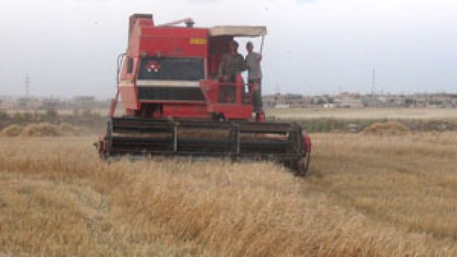 إجراءات جديدة لدعم إنتاج الحبوب لفائدة الفلاحين