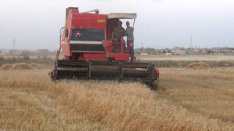 إجراءات جديدة لدعم إنتاج الحبوب لفائدة الفلاحين