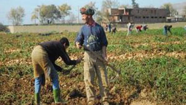 قروض جديدة للفلاحين في انتظار مسح ديونهم القديمة