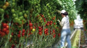 غياب اليد العاملة يهدد الإنتاج الفلاحي.. وعلى الدولة الإستعانة بالعمالة الأجنبية