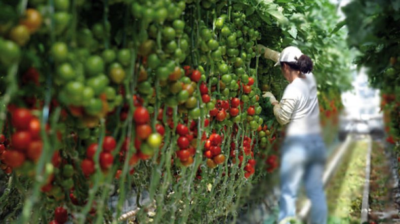 غياب اليد العاملة يهدد الإنتاج الفلاحي.. وعلى الدولة الإستعانة بالعمالة الأجنبية